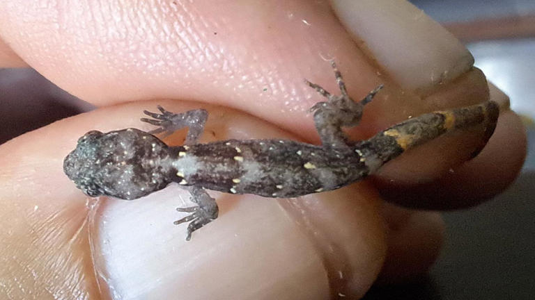 Geckos released despite big-headed ant attack
