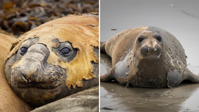 Why elephant seals look like they're falling apart during a catastrophic molt