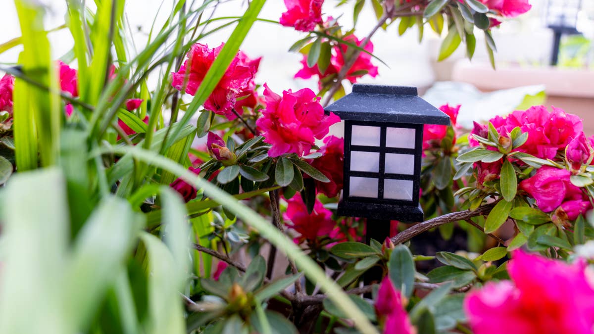horizontal-shot-of-a-solar-powered-night-garden-lantern-in-a-bush-of-pink-azaleas