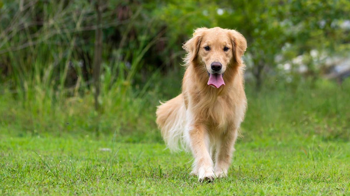 golden-retriever-dog-at-the-park