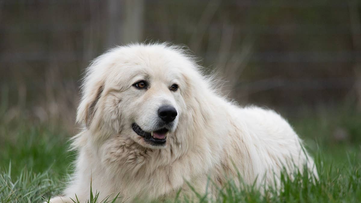 great-pyrenees-dog