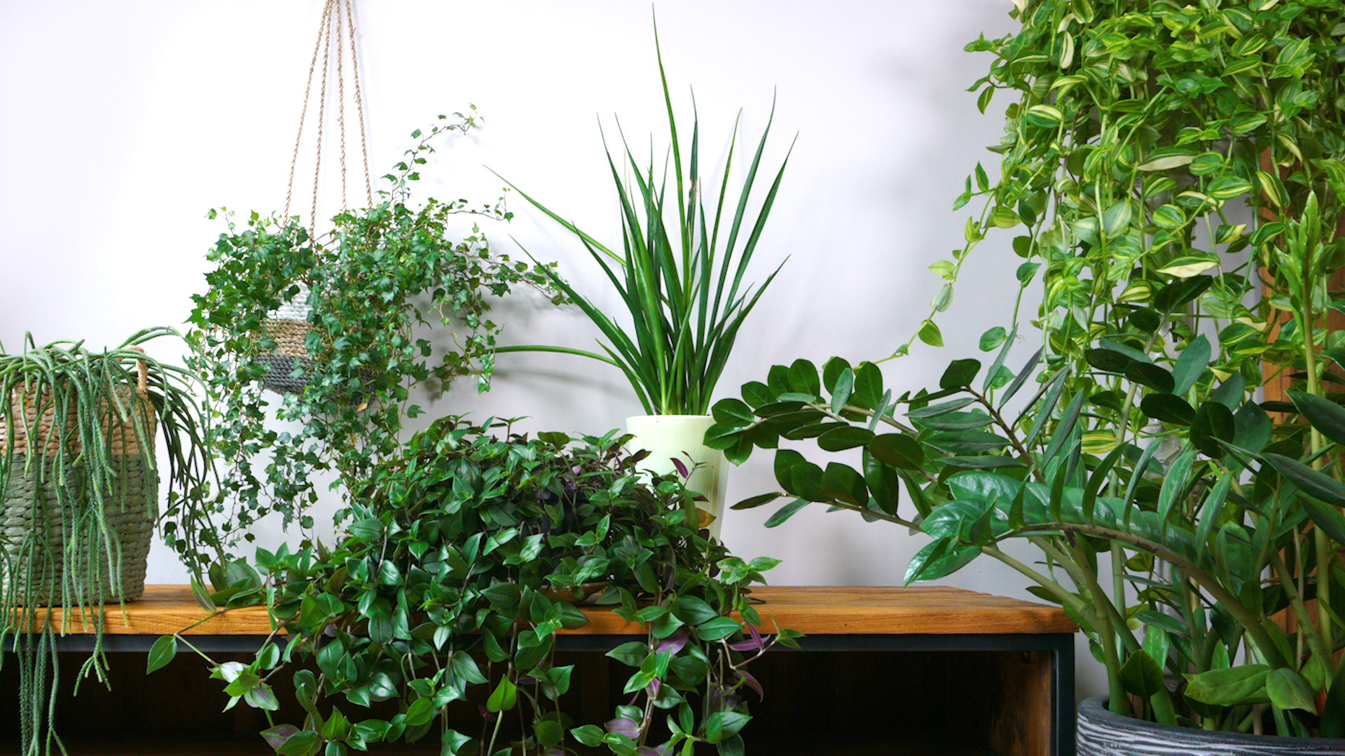 Man cares for 67 house plants—then ends up on life support