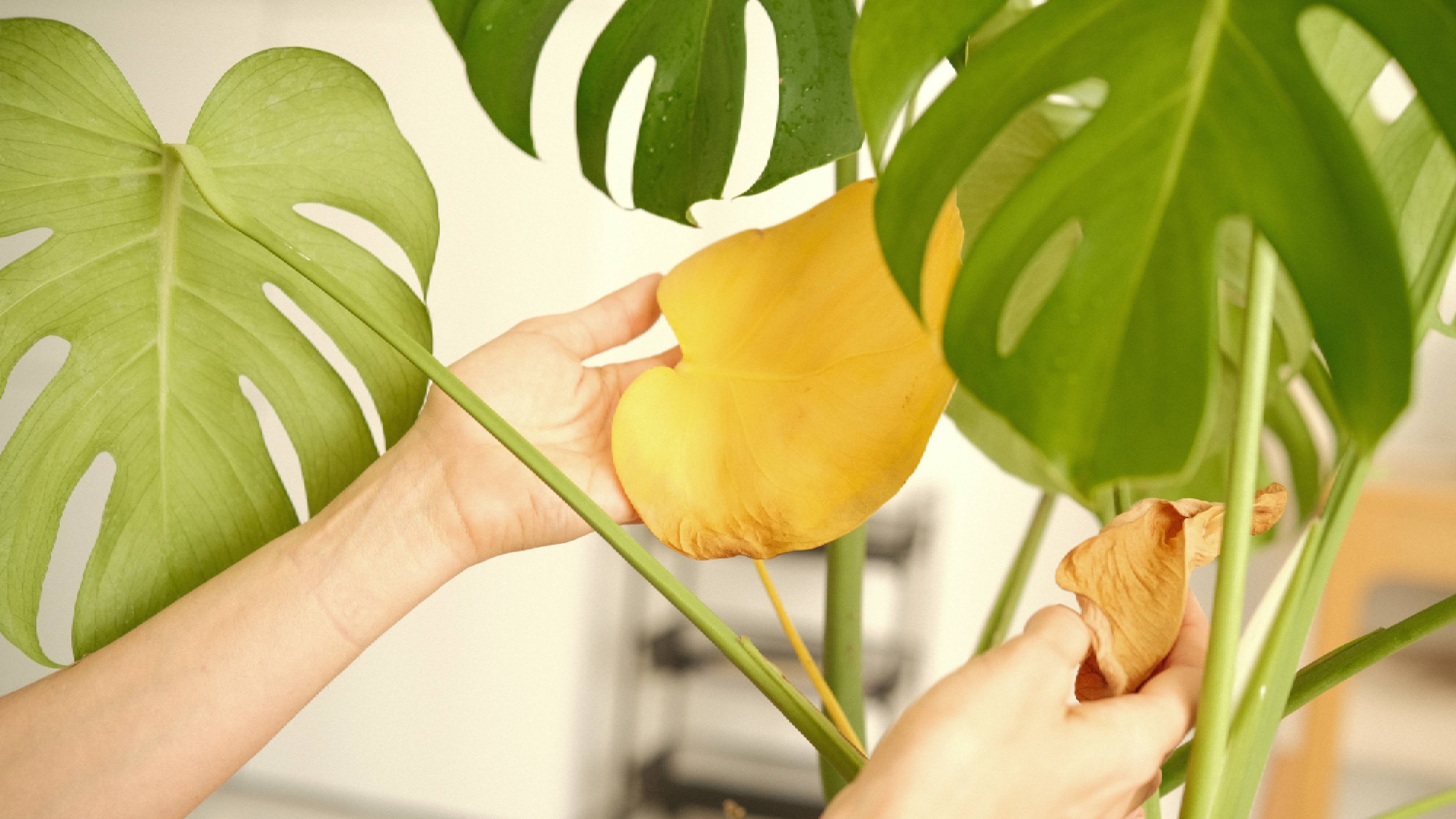 Monstera plant with old, yellowed leaves