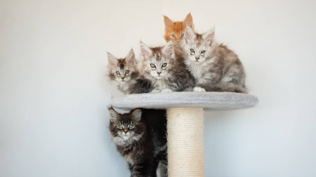 Tiny Maine coon kittens after breakfast look ready for a milk mustache ad