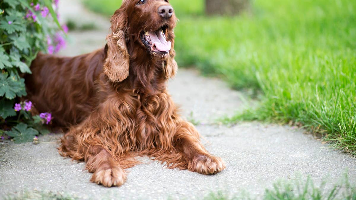 happy-smiling-dog