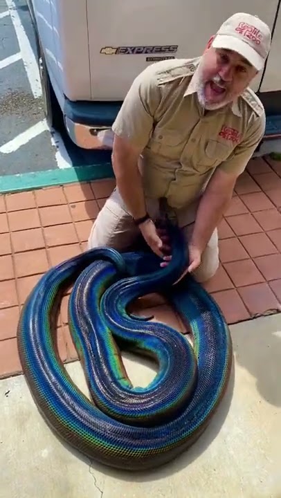 Rainbow python reveals one of the most stunning snake patterns