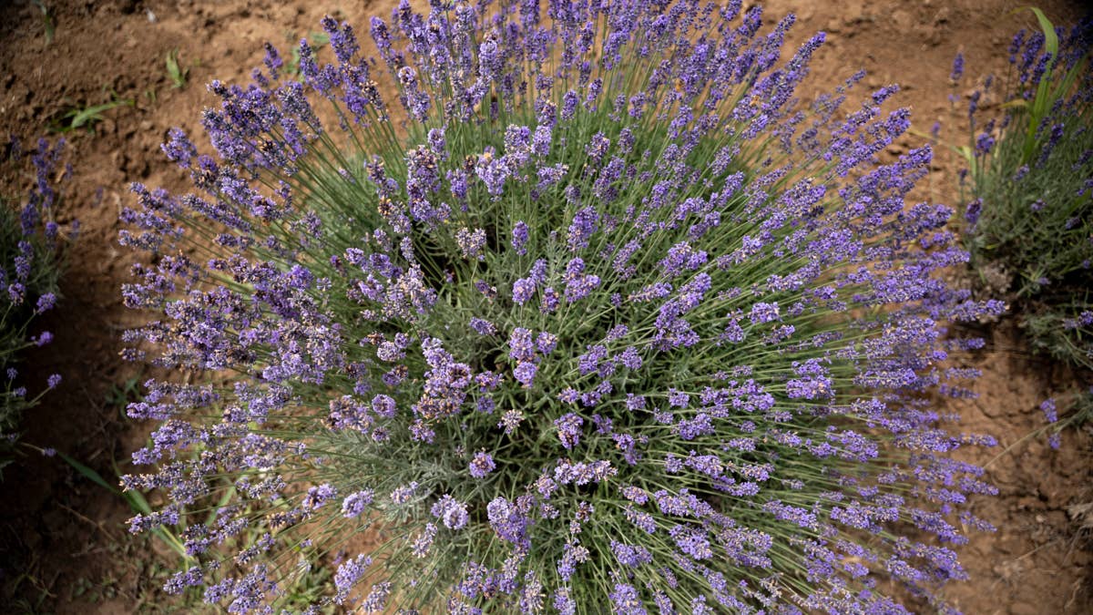 a-single-lavender-plant-blooms-during-the-peak-flowering
