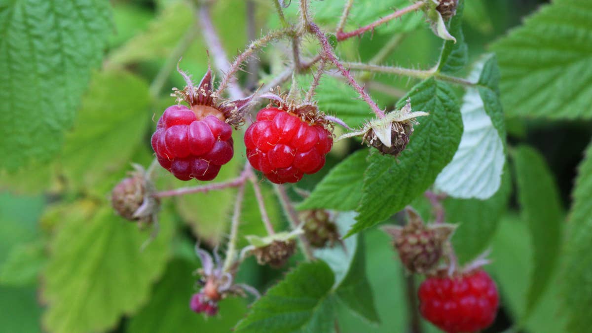 wild-raspberries