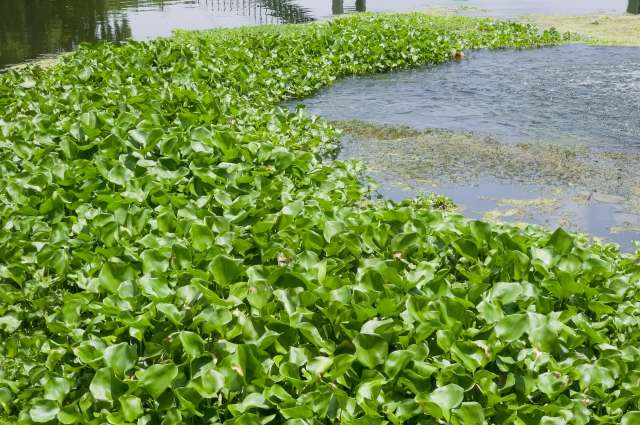 What looks lush on Iraq's Tigris is an invasive weed that is choking fish and breeding mosquitoes