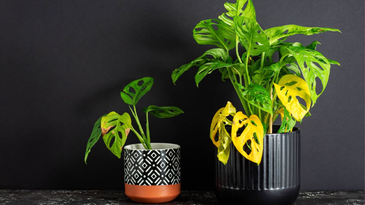 Yellow monstera leaves signal stress — here’s how to save your plant and bring back the green