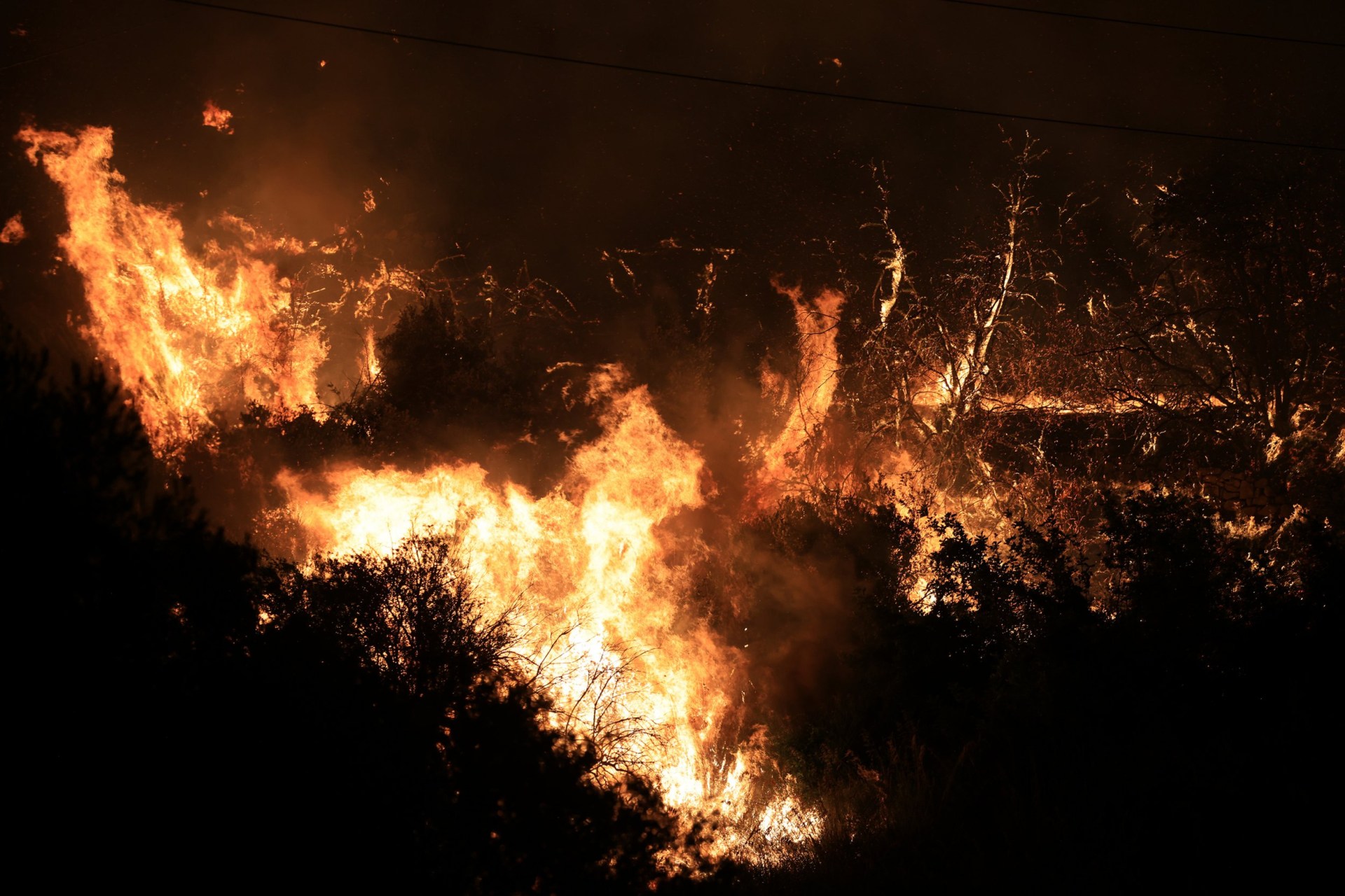 Arsonists using cats with soaked rags tied to their tails to spread ...