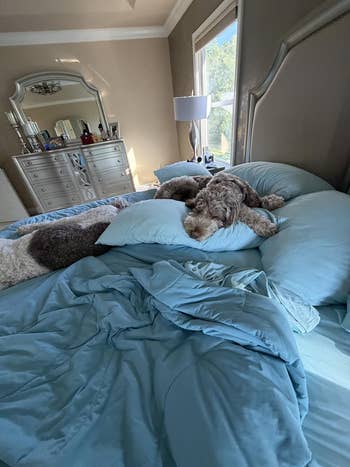 A dog sleeps comfortably on a neatly made bed in a well-decorated bedroom with a dresser and large mirror in the background