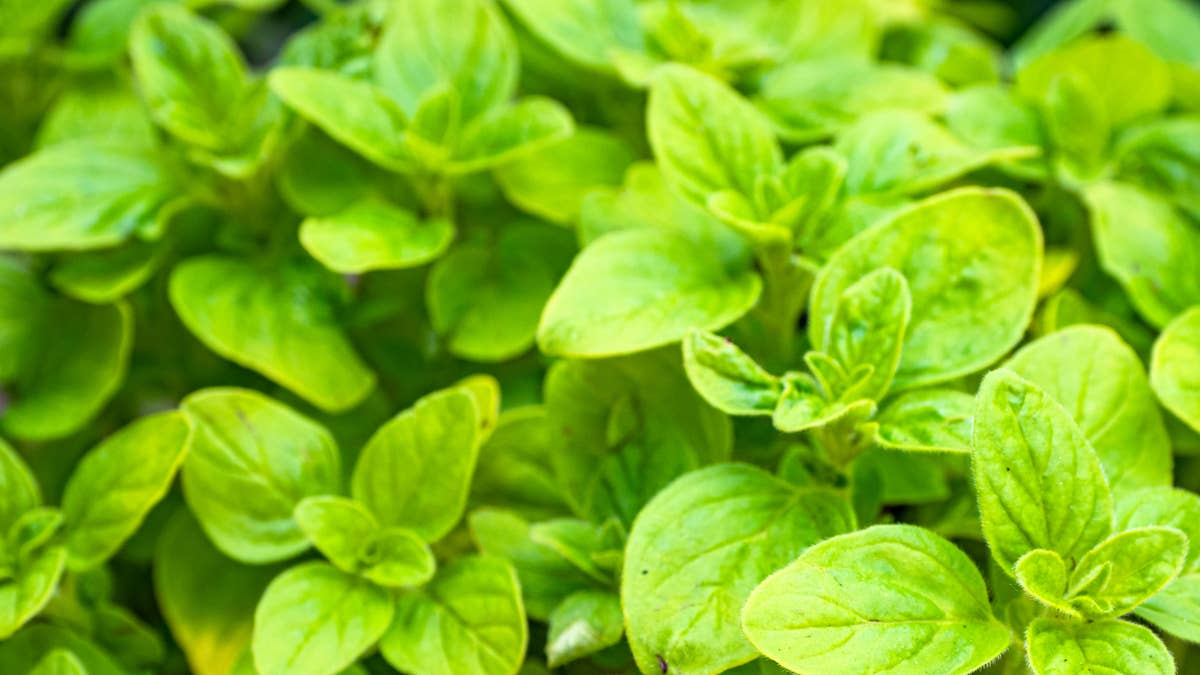oregano
