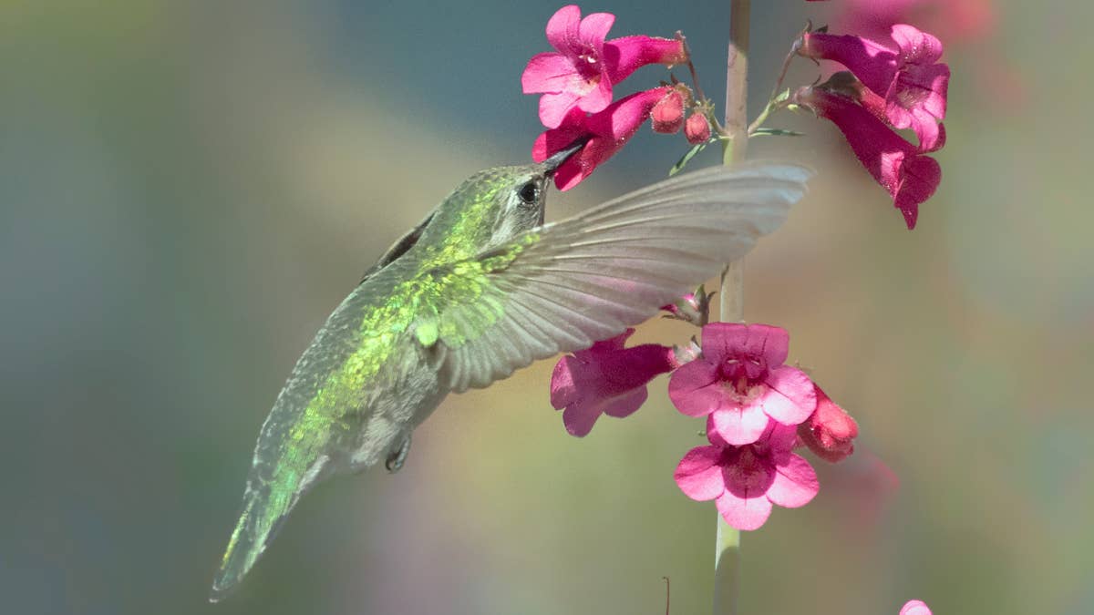 hummingbird-on-pink-penstemon-flowers-stockpack-unsplash