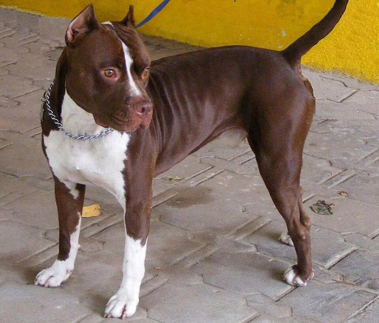 These 10 dog breed myths have confused owners for years – and many ...