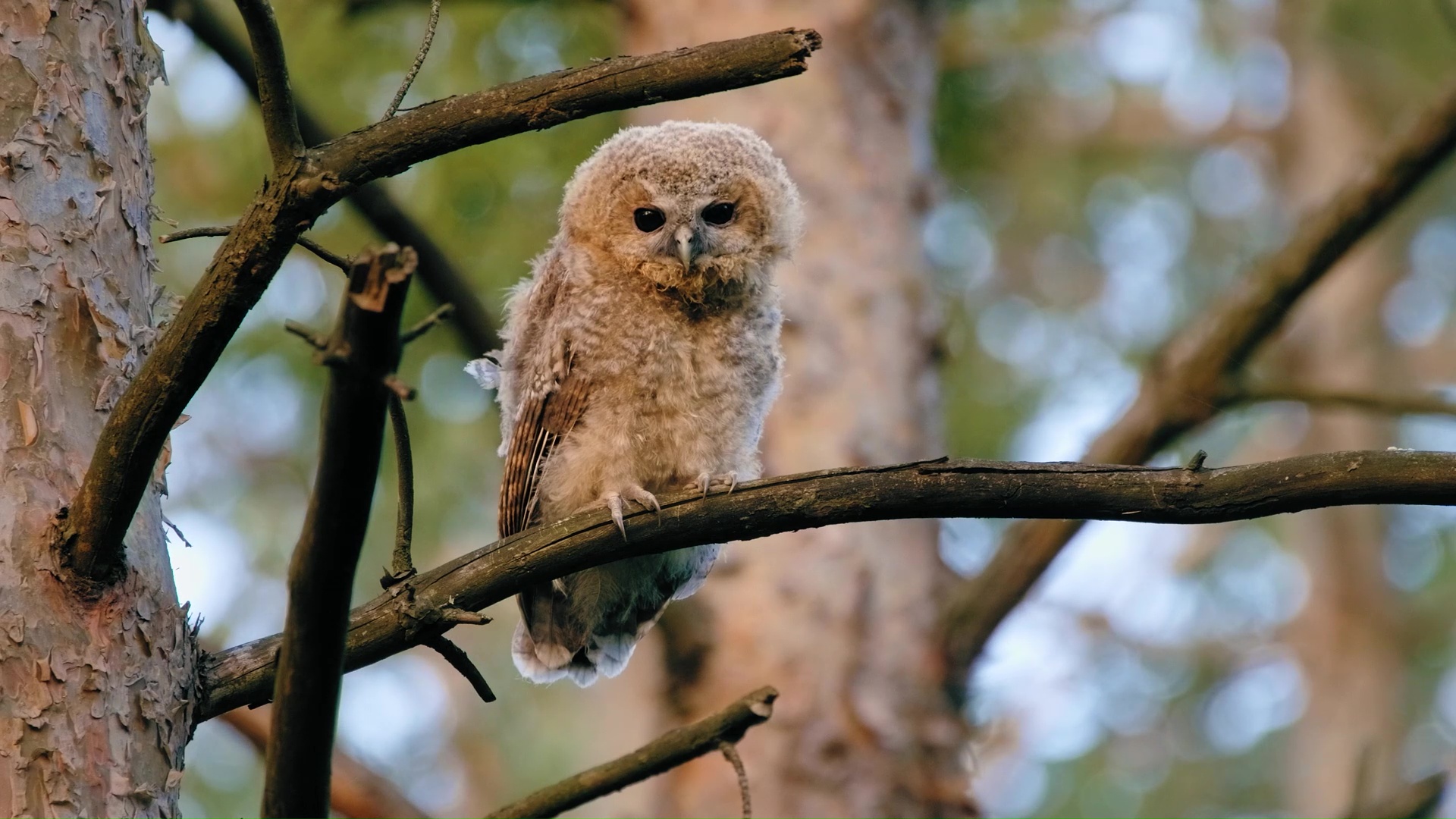 Curioso mochuelo cárabo aprendiendo sobre la vida en el bosque