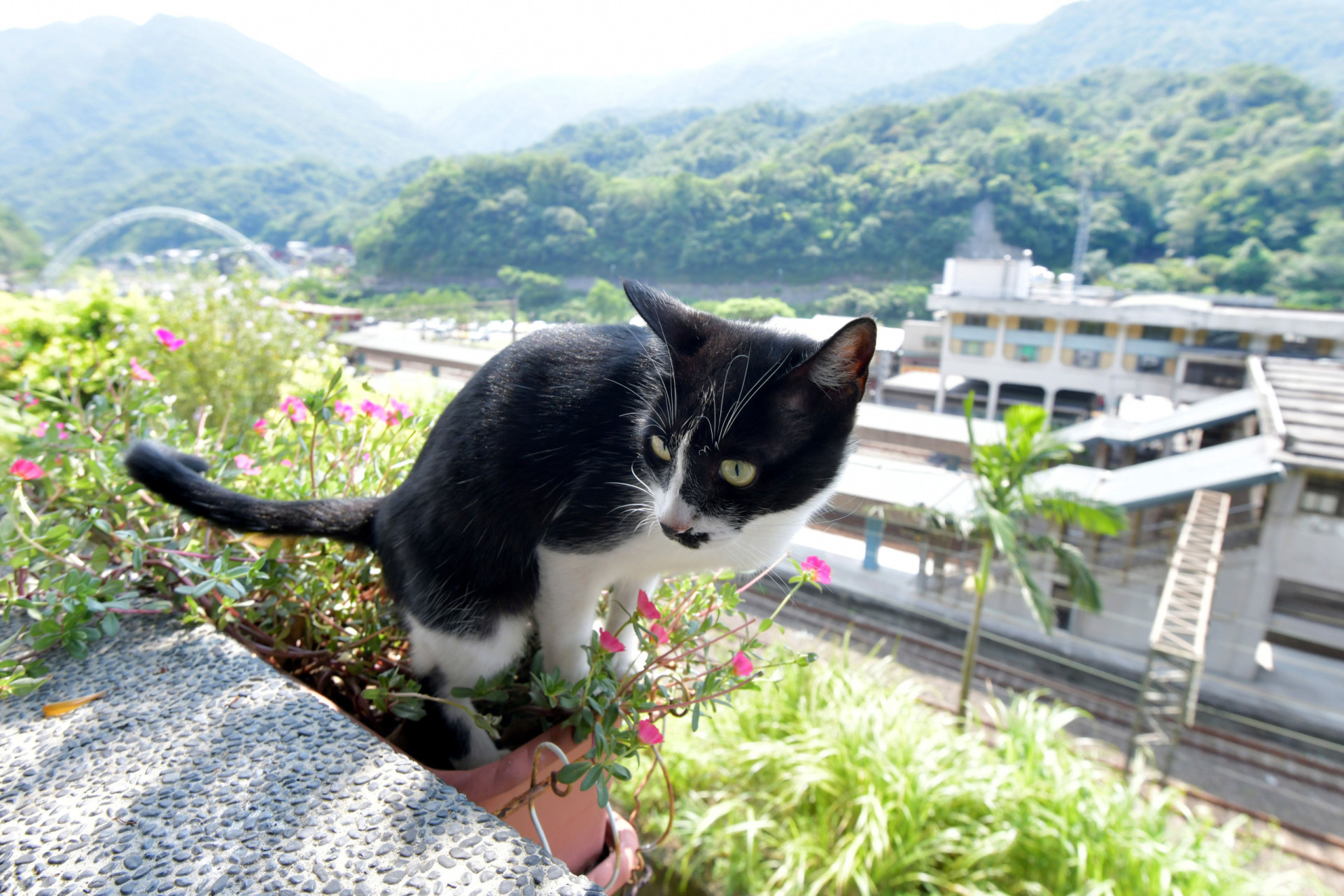 Top 10 towns and cities with the most cats