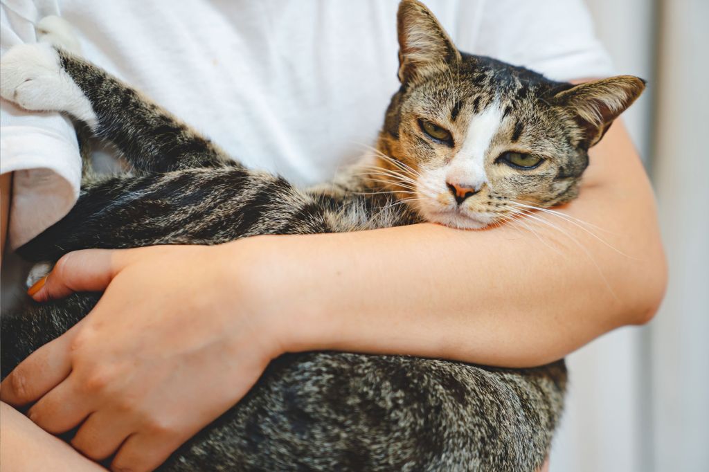 Cat annoyed by hug