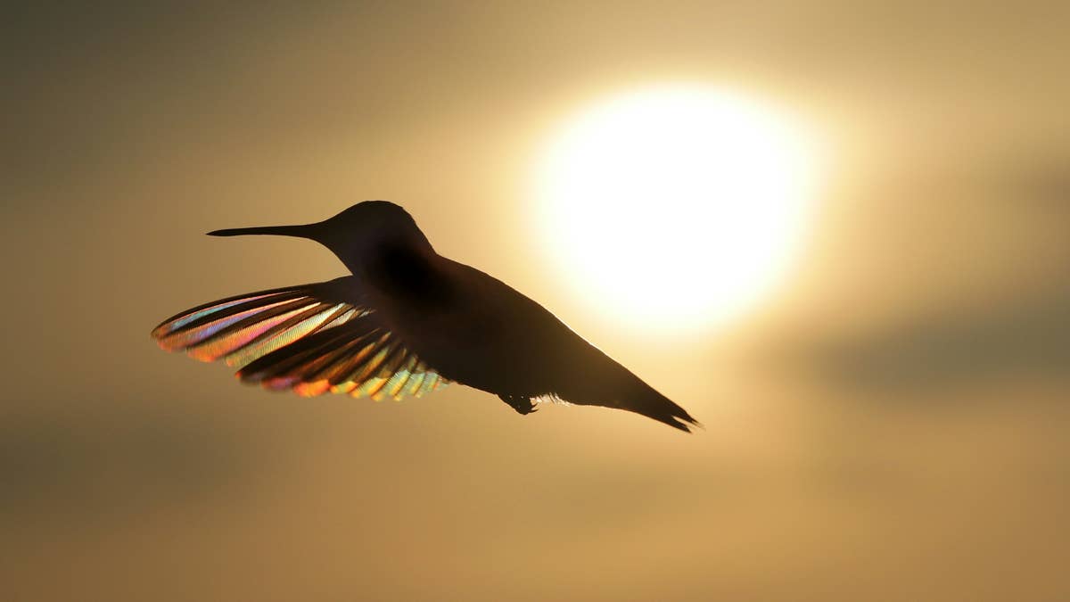 rainbow-hummer-at-sunset-one-in-a-series-of-rainbow-hummers-ruby-throated-hummingbirds-silhouetted-in-flight-with-the-sun-showing-iridescent-colors-in-the-wings-stockpack-unsplash