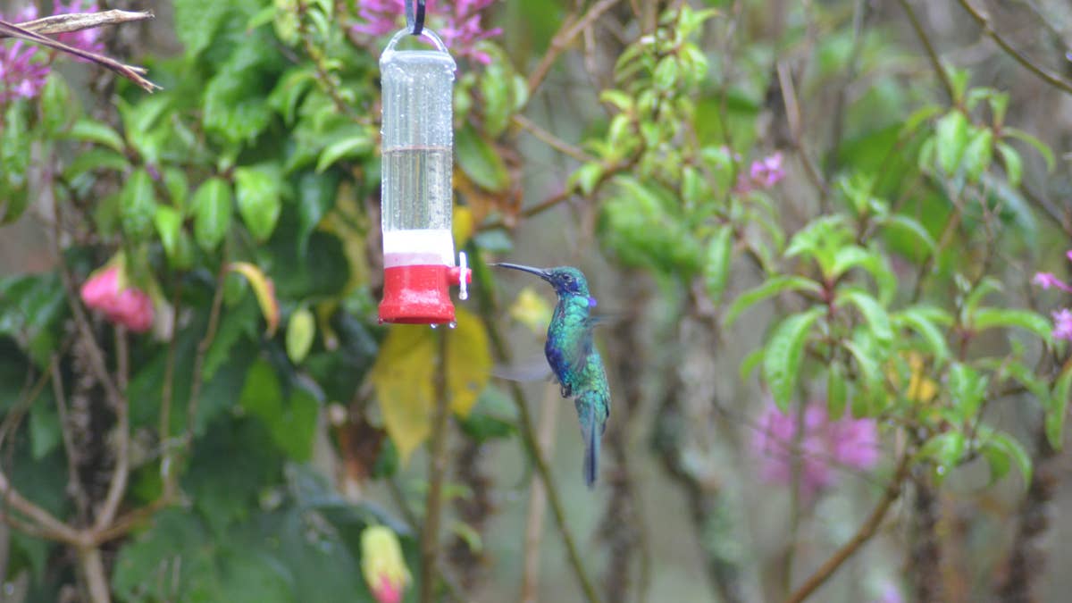 a-hummingbird-drinks-from-a-feeder-amidst-lush-foliage-stockpack-unsplash