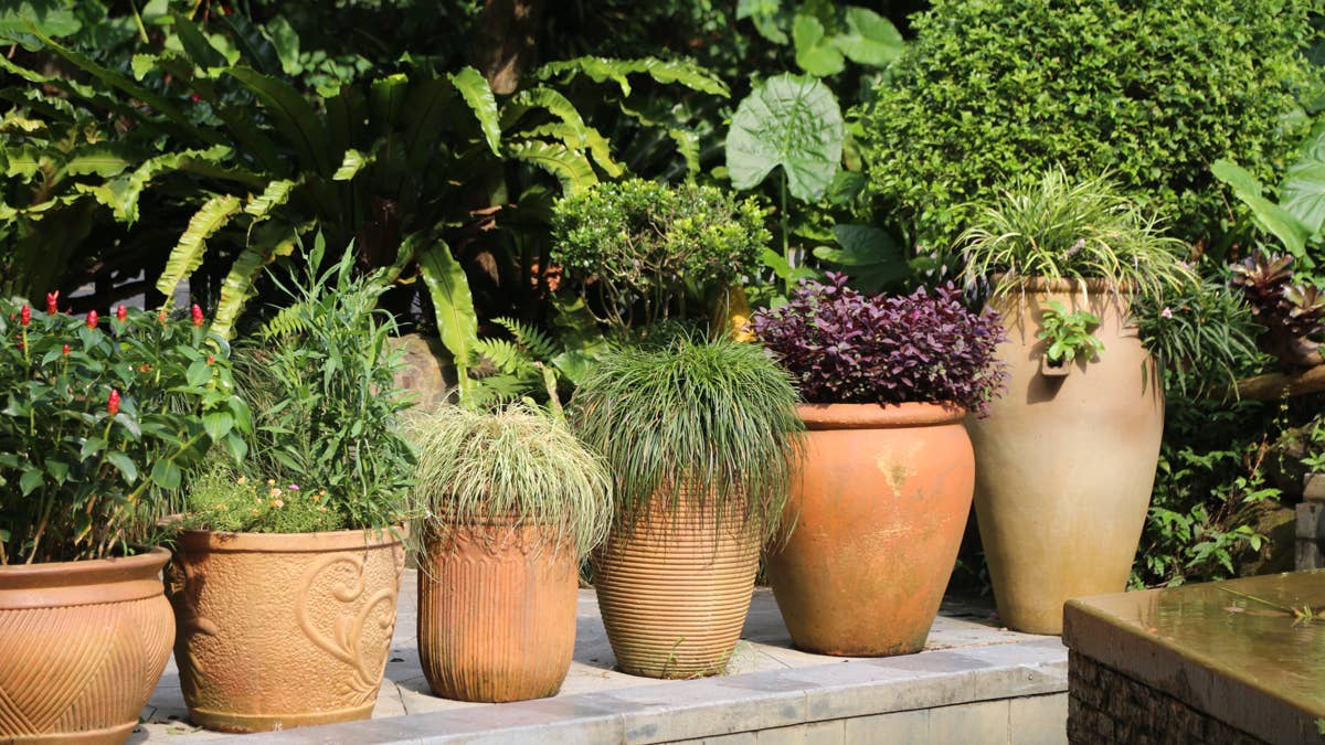 a-collection-of-large-terracotta-pots-each-filled-with-different-types-and-sizes-of-lush-green-plants-or-purple-oregano