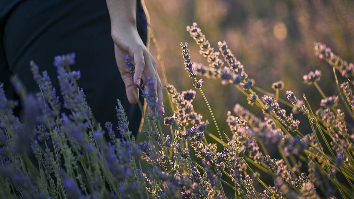 9 plants you should avoid fertilizing in mid-summer for better growth