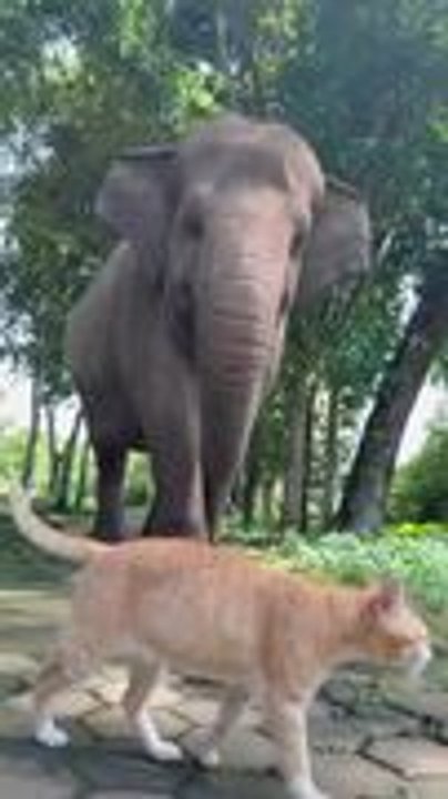 Cat calmly blocks approaching elephant's path