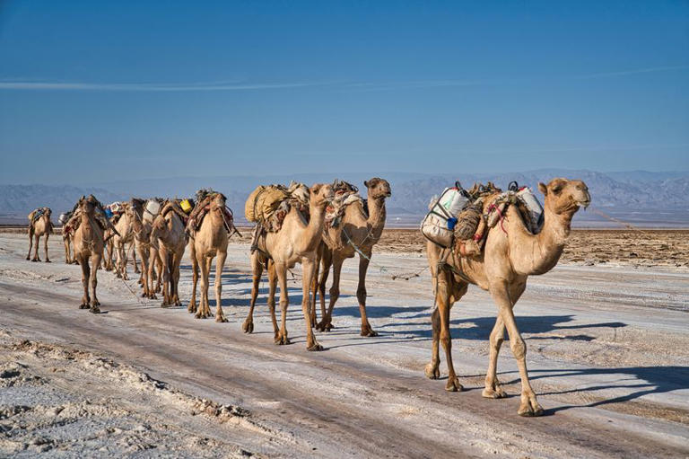 A photo of a camel train