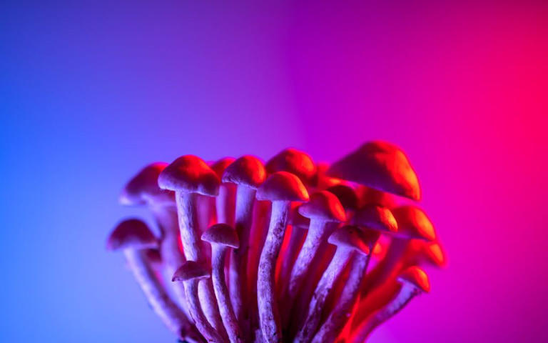 ((Photo by Marek Piwnicki via Pexels))