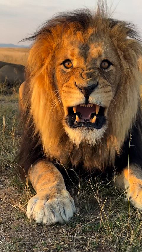 Lion growls up close in striking footage