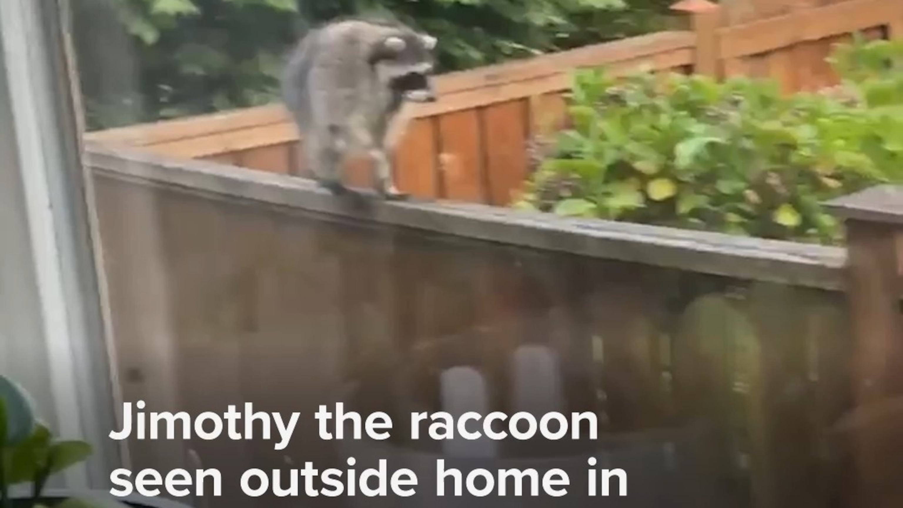 Jimothy the raccoon seen outside home in newly released footage