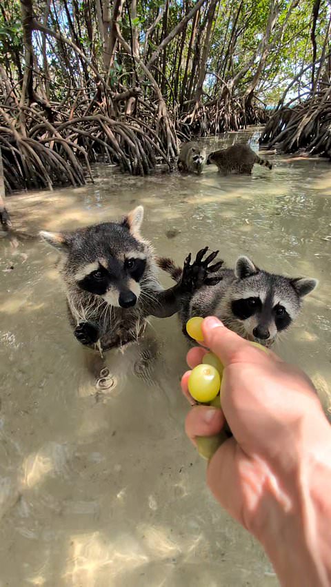Kind man feeds grapes to raccoons