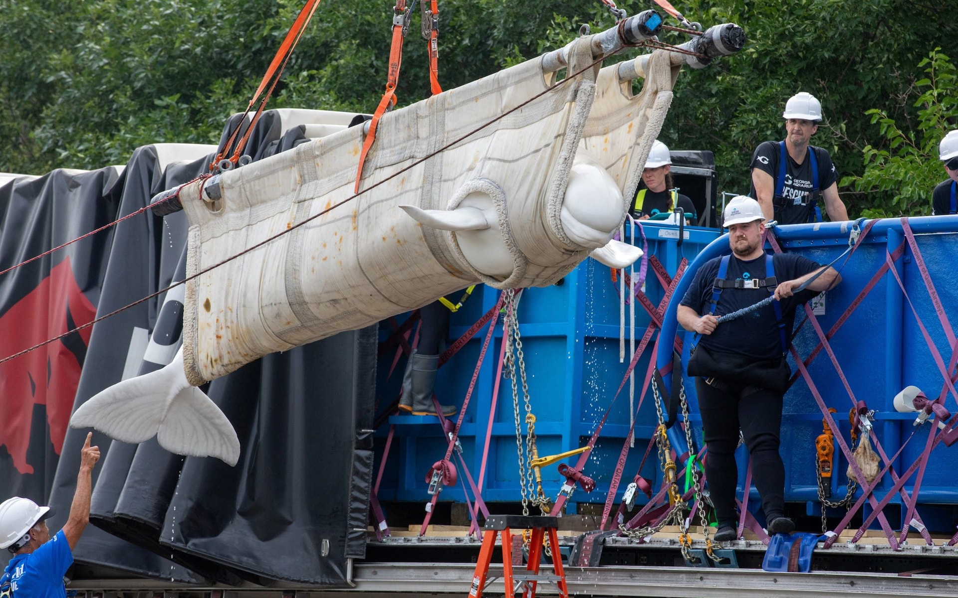 Pictured: Beluga whales travel by plane to Chicago aquarium