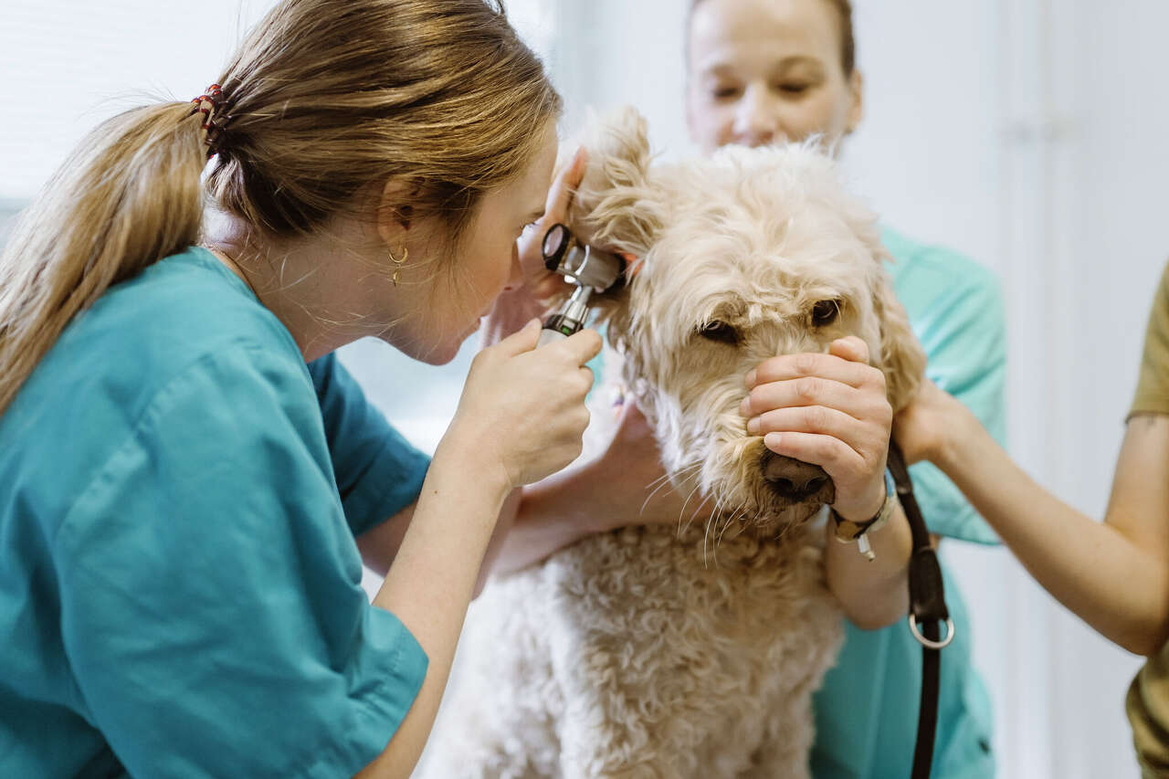 Why is veterinary care so expensive? What pet owners need to know.