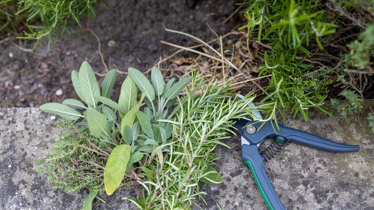 organic-herbs--with-garden-scissors-in-garden