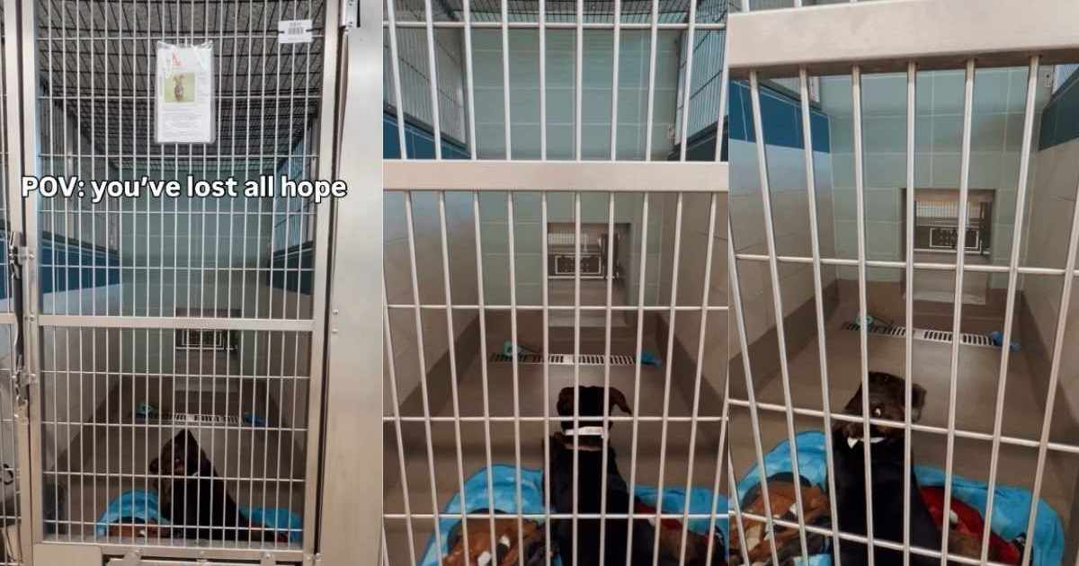 Shelter dog lays quietly in kennel, losing all hope of ever finding a home