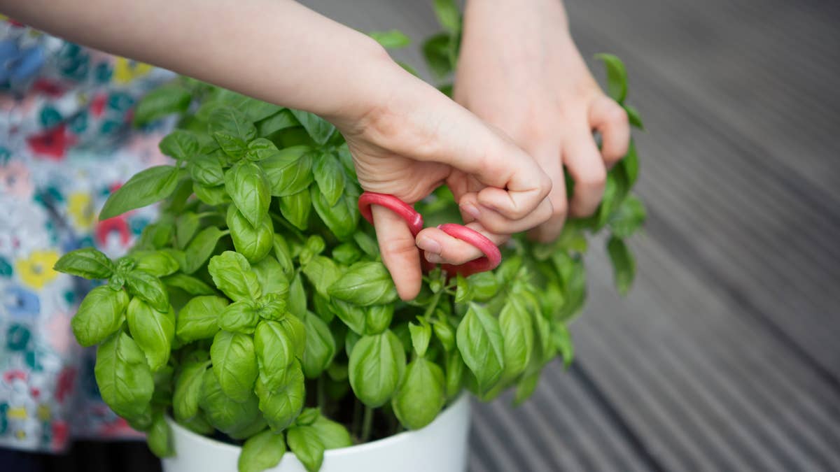 child-harvesting-leaves-from-a-basil-plant