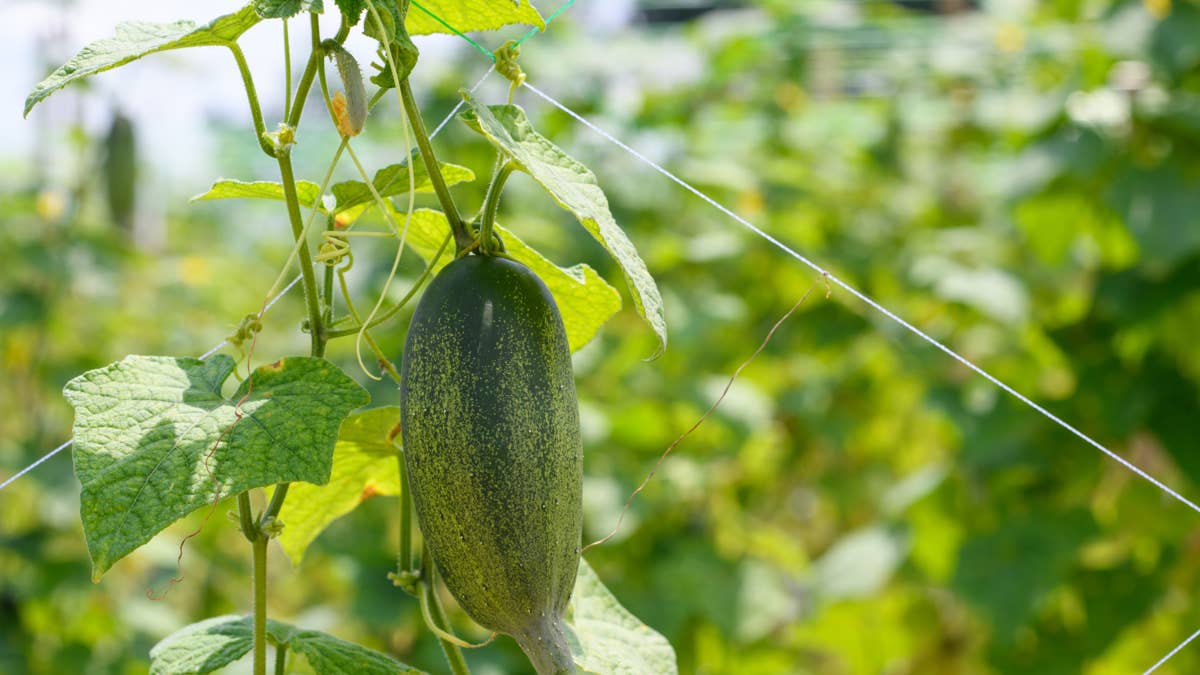 hanging-cucumbers-growing-outdoor