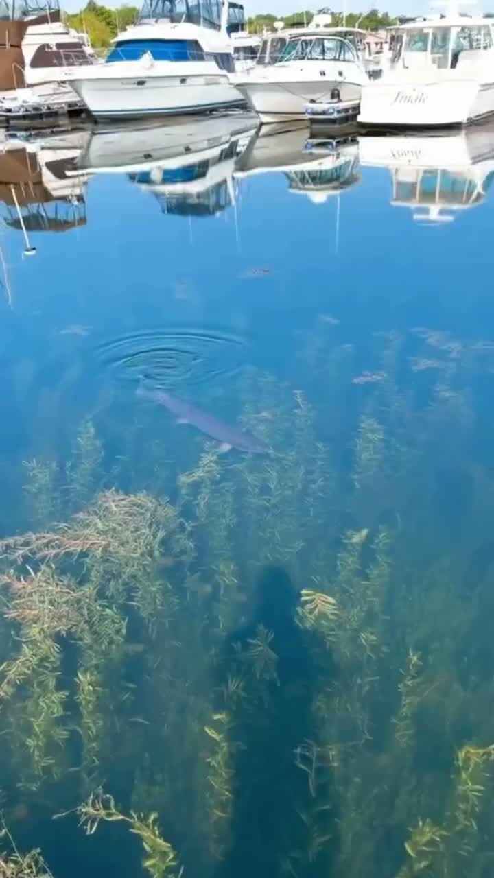Catching a musky made simple!