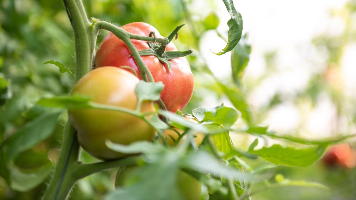 tomatoes-in-the-greenhouse-green-tomatoes-plantation