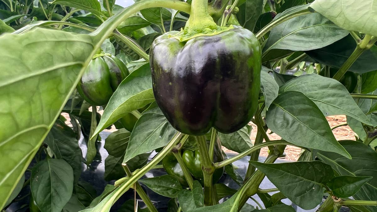 agriculture-in-canada---green-bell-peppers