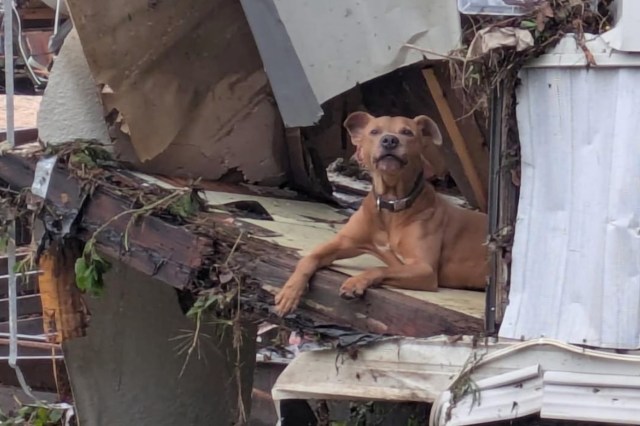 Swept away in Texas flash floods last year, dog named Superman serves as icon of hope as area deals with new floods