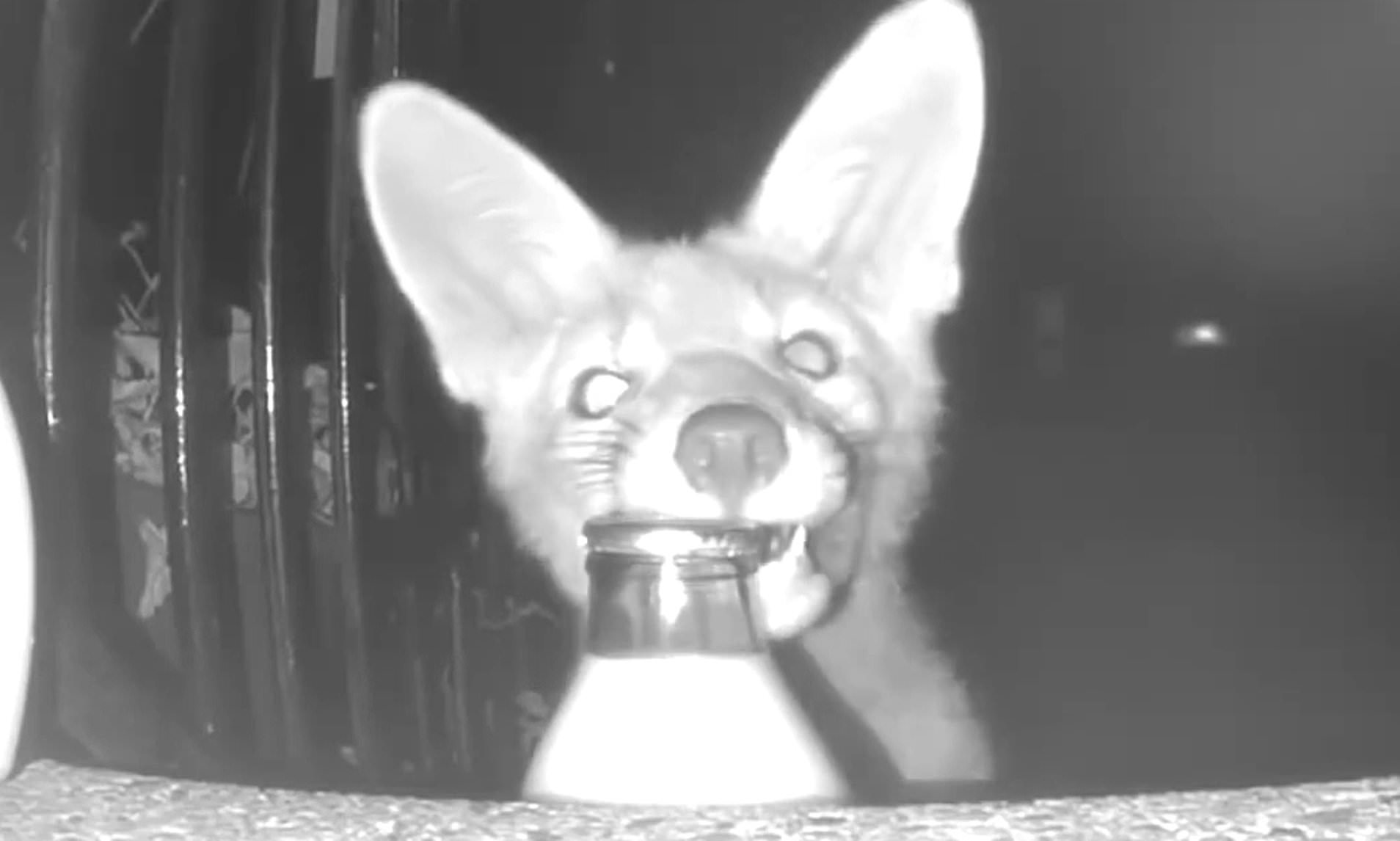 Homeowner sets up camera to catch 'vegans' stealing his milk before ...