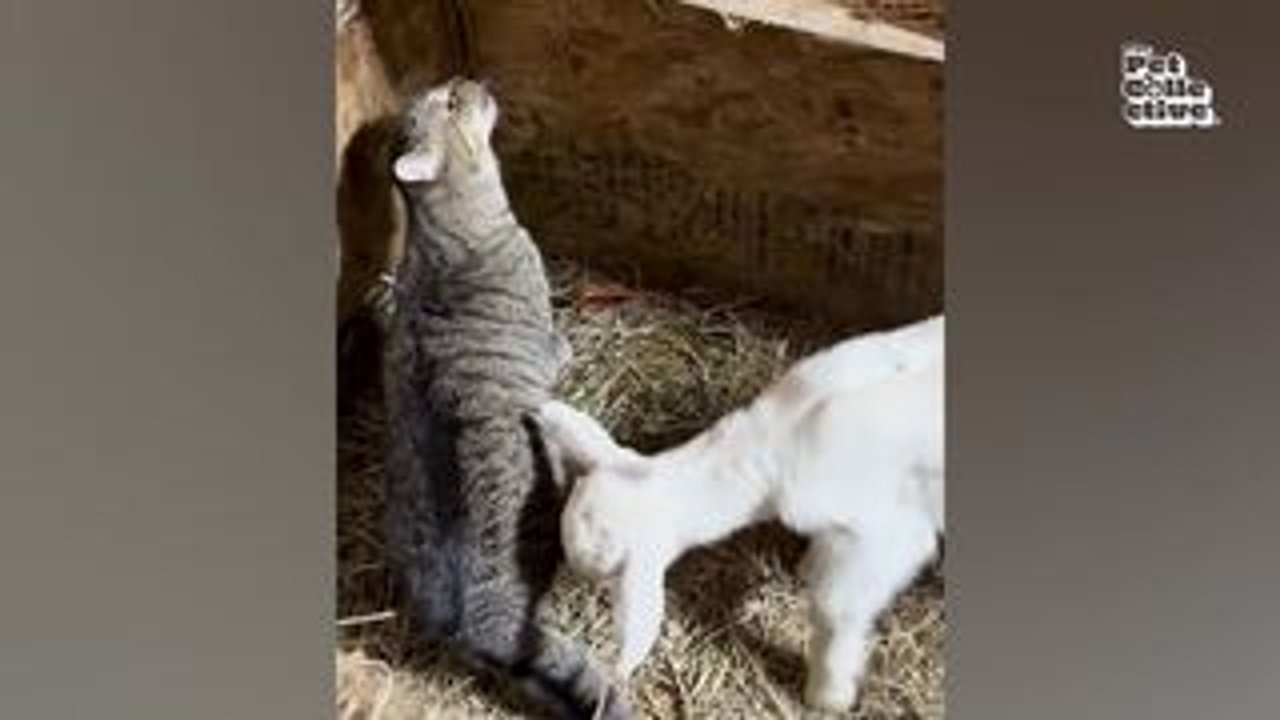 Hilarious farm animals