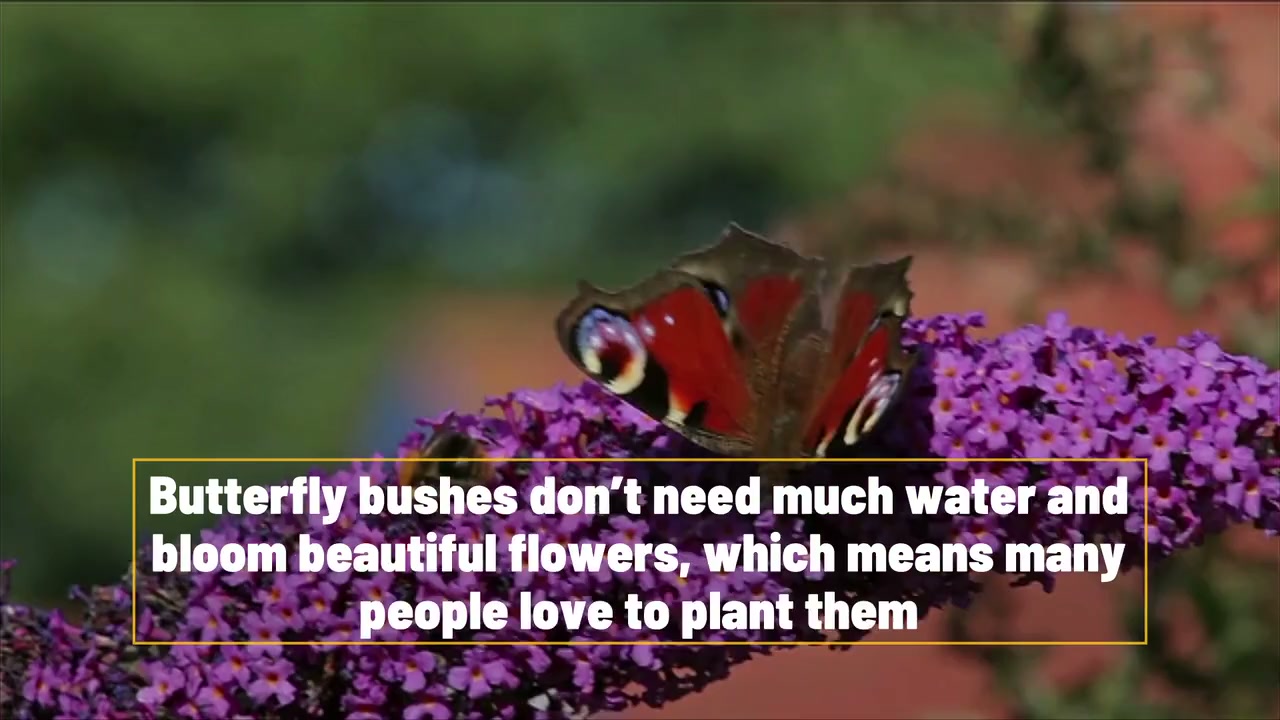 Stop planting this invasive bush