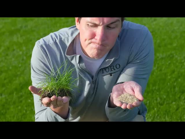 This overseeding method could save weeks of watering