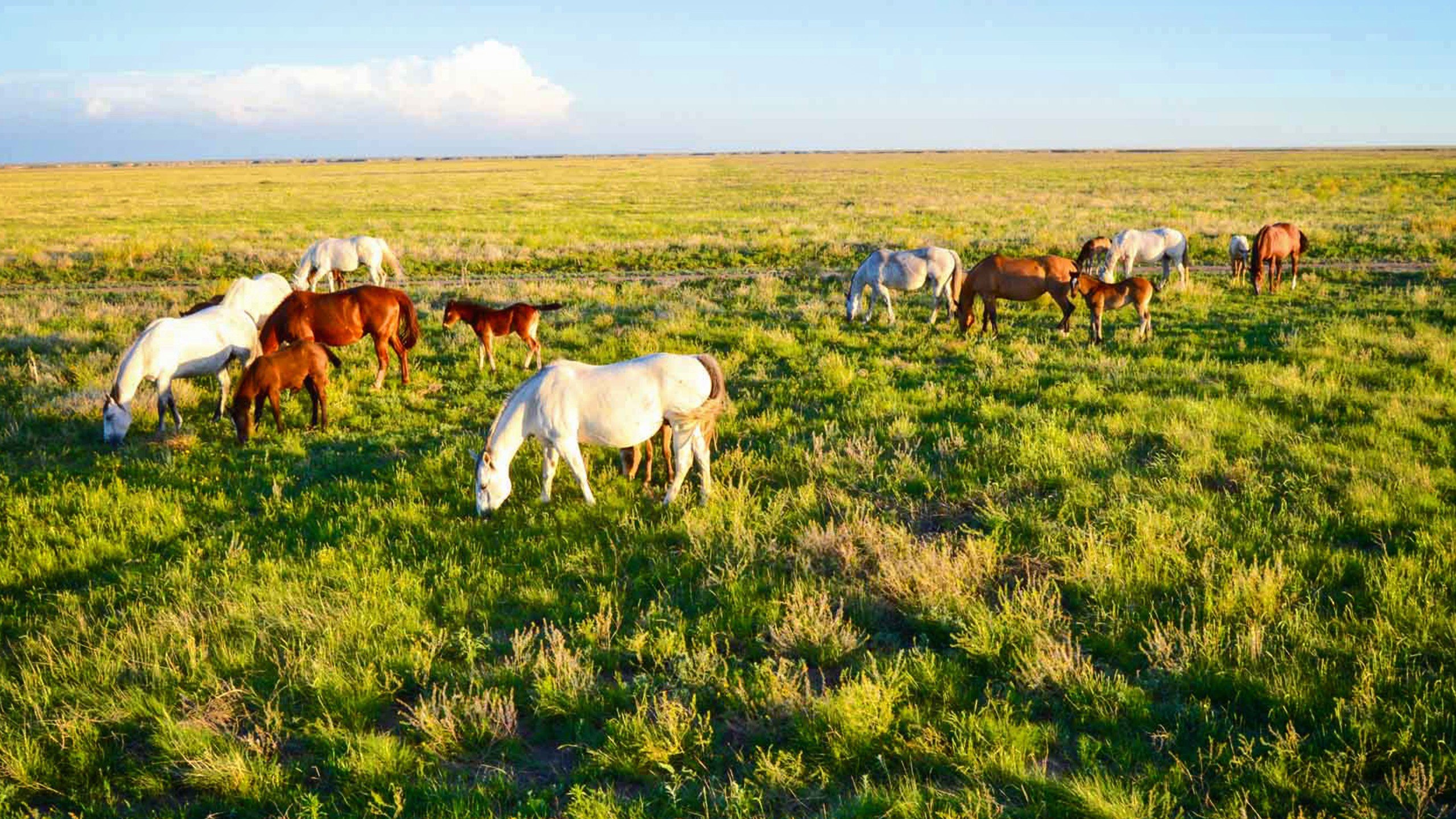Exclusive: Massive 88,000-acre ranch spanning Texas and Oklahoma sells ...