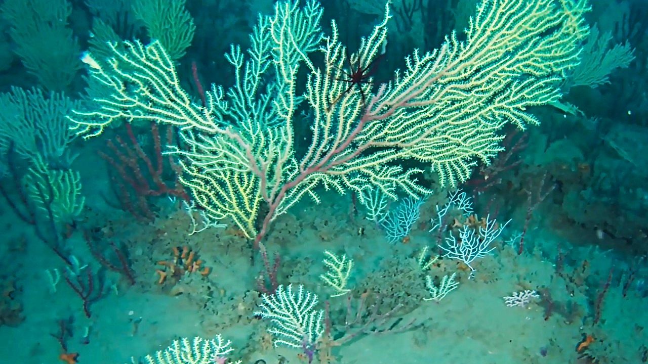 Scientists discover living coral reef off coast of Benin that was long ...