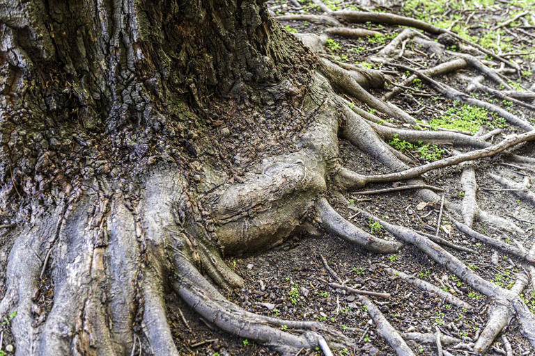 How to kill tree roots naturally, according to experts