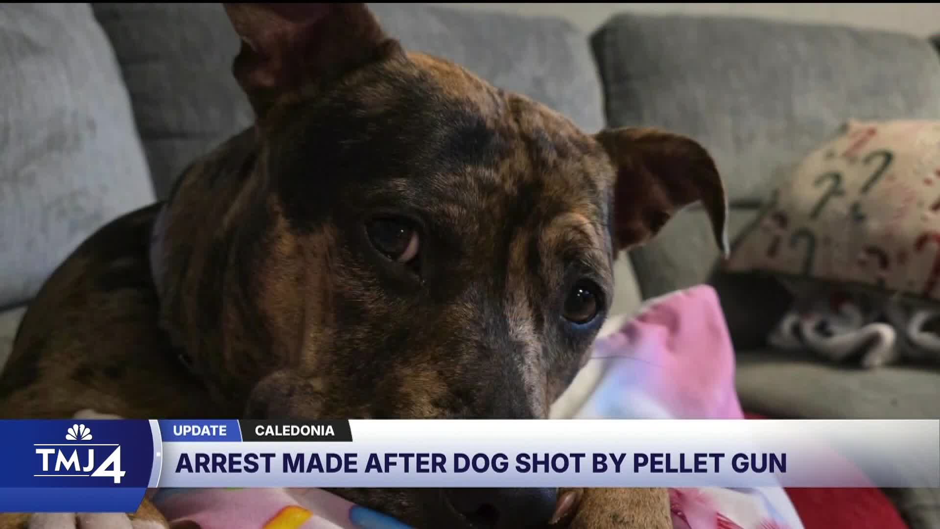 Arrest made after dog shot by pellet gun